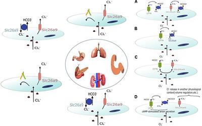 Physiological and Pathophysiological Relevance of the Anion Transporter Slc26a9 in Multiple Organs